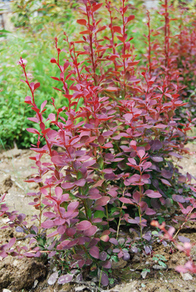   Atropurpurea